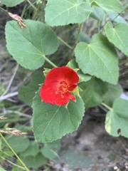 Hibiscus martianus