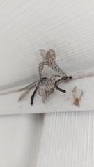 Brachynemurus