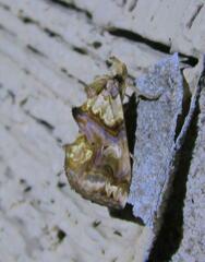 Plusiodonta compressipalpis