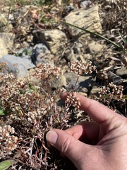 Eriogonum microtheca