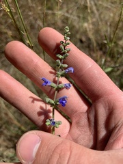 Salvia azurea