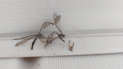 Brachynemurus