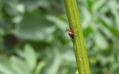 Alpaida gallardoi