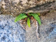 Polystichum imbricans