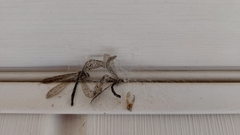 Brachynemurus