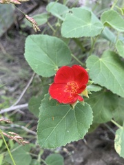 Hibiscus martianus