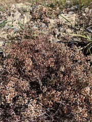 Eriogonum microtheca