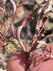 Eriogonum microtheca