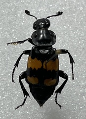Nicrophorus defodiens
