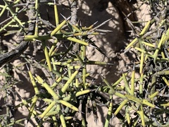 Koeberlinia spinosa
