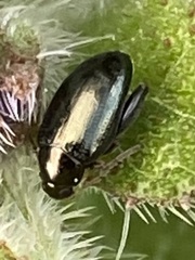 Psylliodes chrysocephala