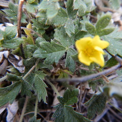 Potentilla arenosa