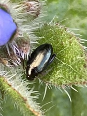 Psylliodes chrysocephala