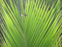 Amazilia tzacatl