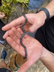 Pantherophis alleghaniensis