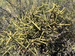 Koeberlinia spinosa