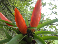 Tillandsia multicaulis
