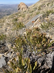 Petradoria pumila
