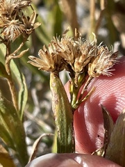 Petradoria pumila