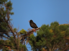 Turdus chiguanco