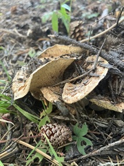 Turbinellus floccosus