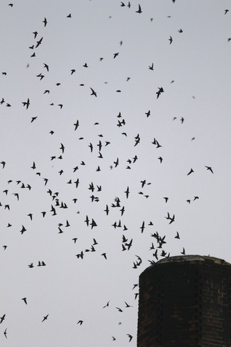 Vaux's Swift (Chaetura vauxi)