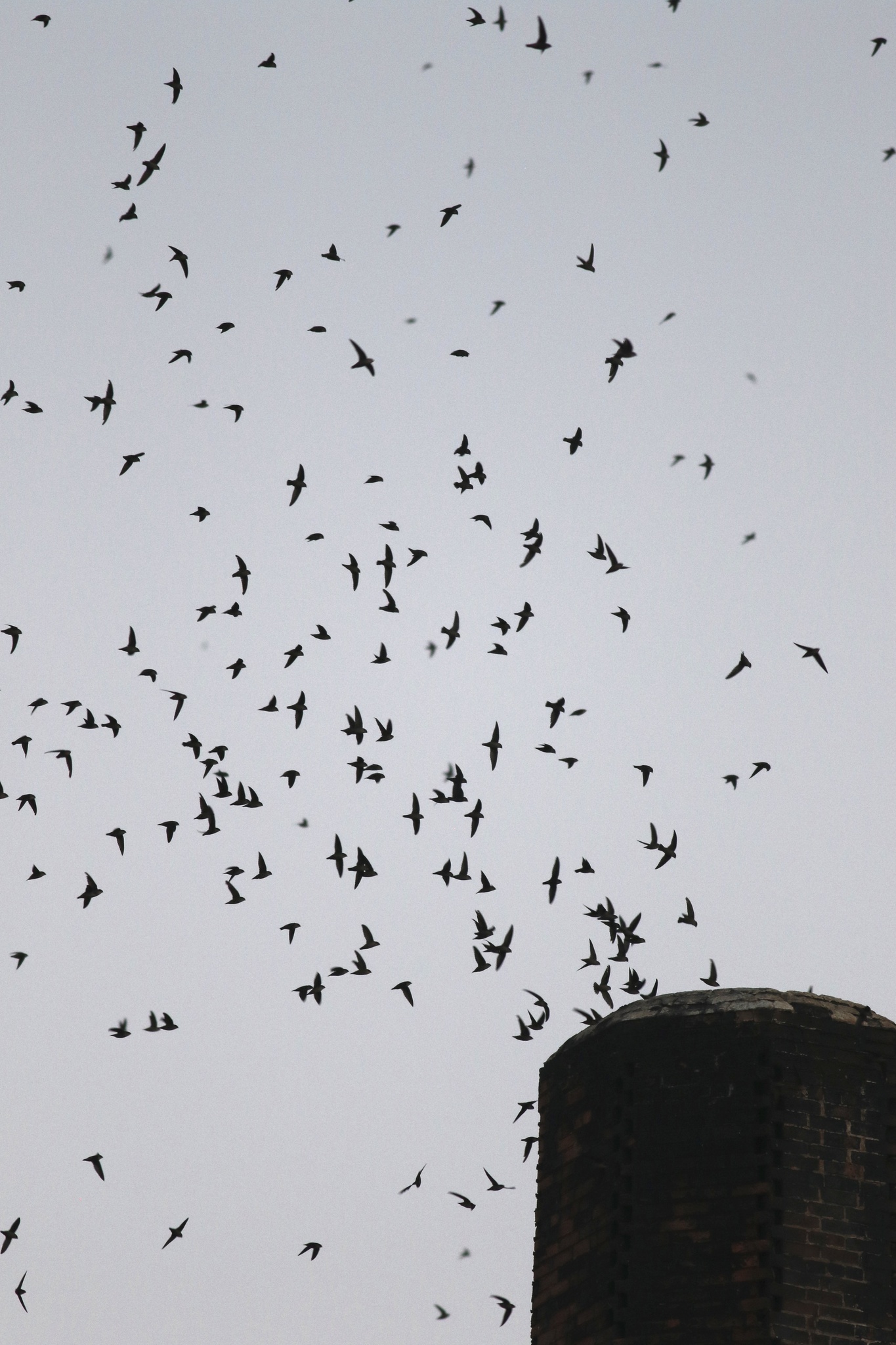 Vaux's Swift (Chaetura vauxi)