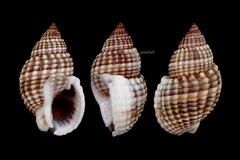 Nassarius livescens