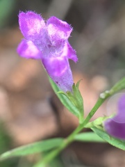 Agalinis neoscotica