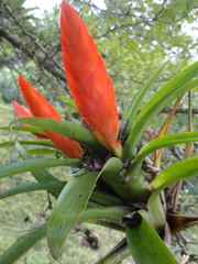 Tillandsia multicaulis