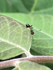 Lasius emarginatus
