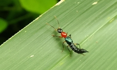Paederus signaticornis
