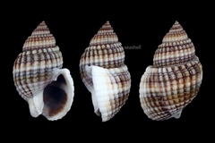 Nassarius livescens