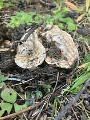 Turbinellus floccosus