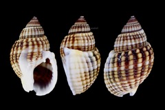Nassarius livescens