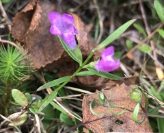 Agalinis neoscotica