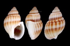 Nassarius livescens