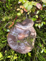 Lactarius kauffmanii