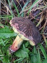 Xerocomellus chrysenteron