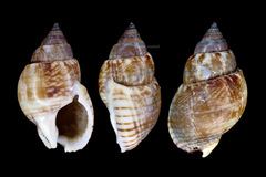 Nassarius sufflatus