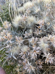 Tetradymia canescens