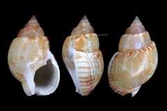 Nassarius sufflatus