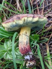 Xerocomellus chrysenteron