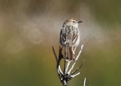 Cisticola subruficapilla