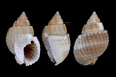 Nassarius conoidalis