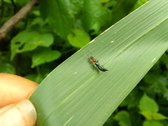 Paederus signaticornis