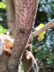 Robinia pseudoacacia