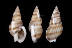 Nassarius variciferus