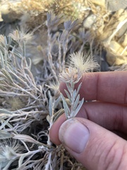 Tetradymia canescens