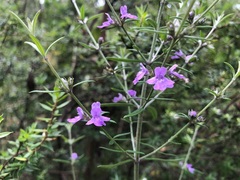 Westringia eremicola